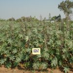 Promising varieties and hybrids