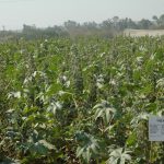 Promising varieties and hybrids