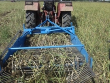 Description: D:\Users\Dr. Y. C. Bhatt\Desktop\garlic harvestor photo\DSC04317.JPG