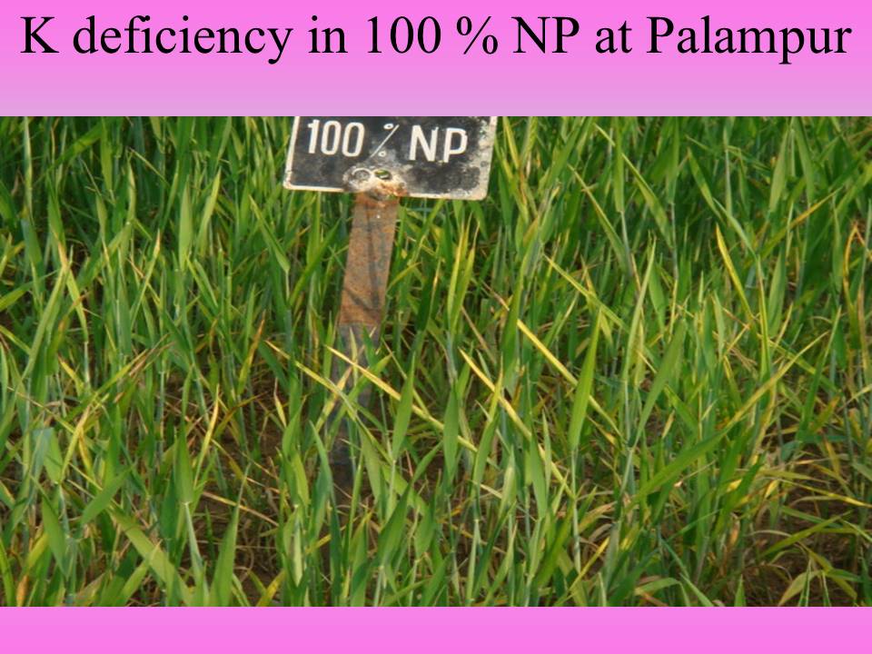 K deficiency in 100 % NP at Palampur