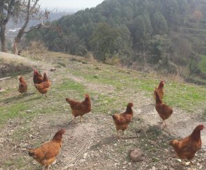 Himsamridhi_Farm_flock