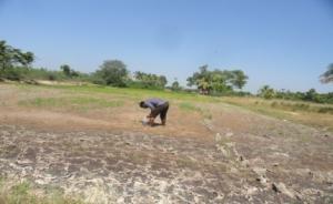 Reclamation of sodic soils using  Distillery Spent Wash in Tamil Nadu-1