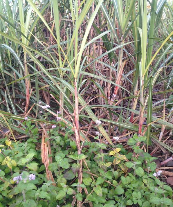 Aeratum in sugarcane field 2015